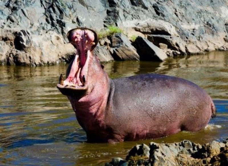 Uforglemmelige safarioplevelser
