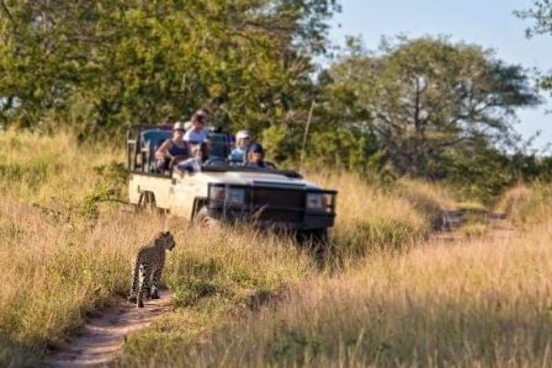 Tag toget på safari