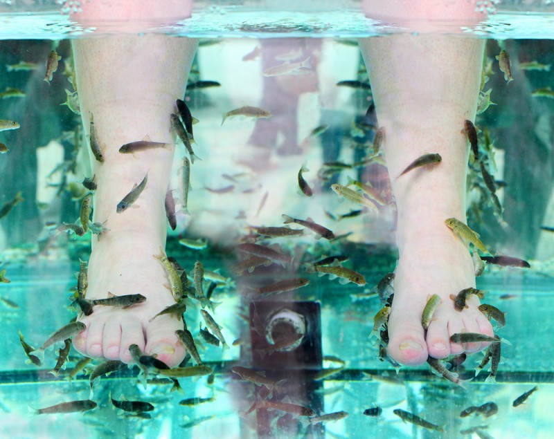 Forkæl dig selv med en fiskespa