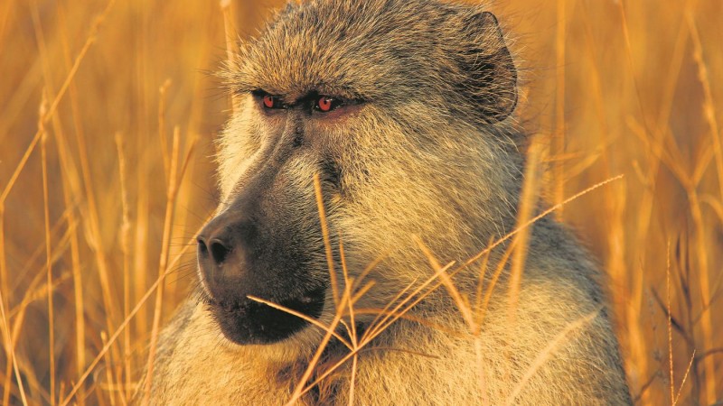 Safari i Afrika - hvornår er det bedst at tage afsted?