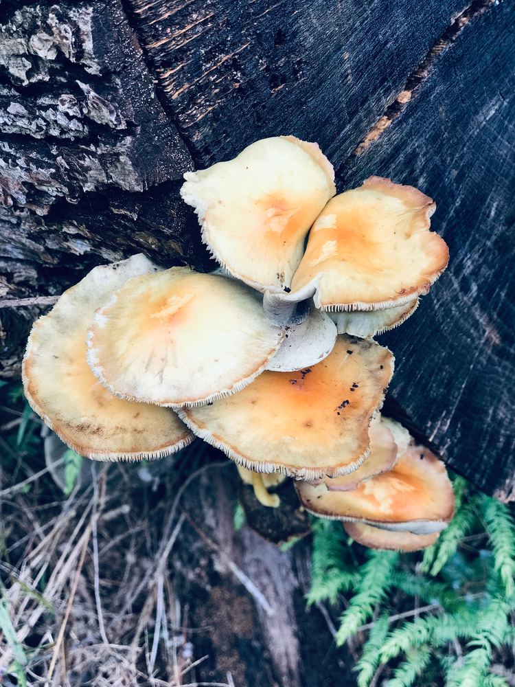 Tag en skimmelsvamp med ind til test
