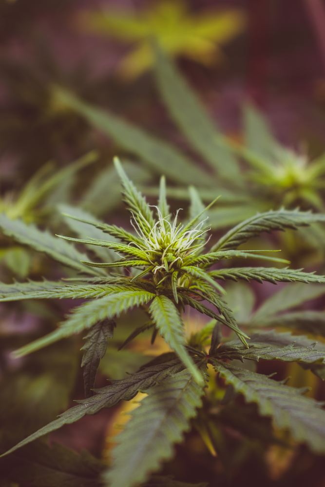 Kan man dø af cannabis?