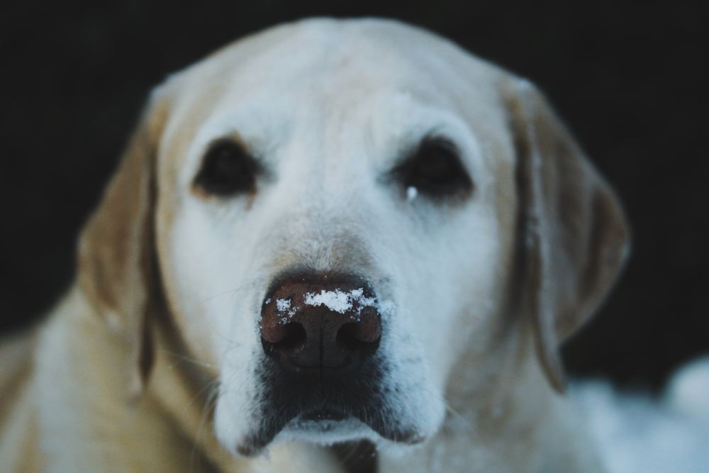 Vælg en hund der passer til din livsstil