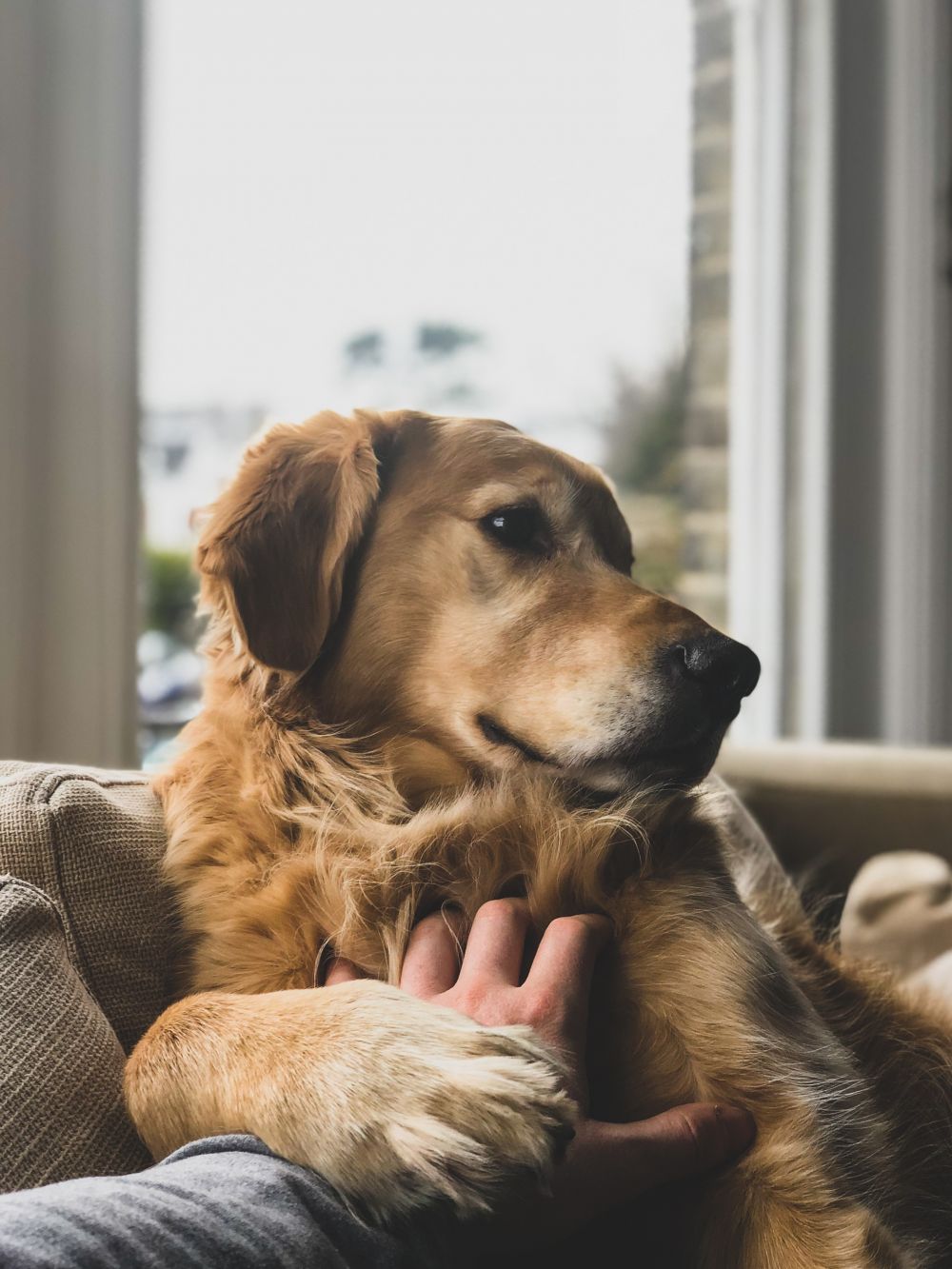 Find din nye ven på et hundeinternat