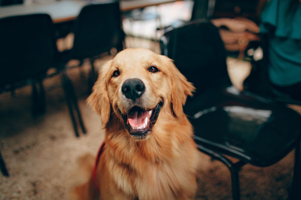 Her kan du købe hundeskåle og meget andet hundeudstyr