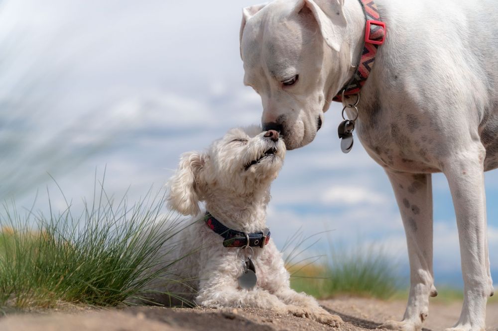 Et sikkert og betryggende sted til hunden