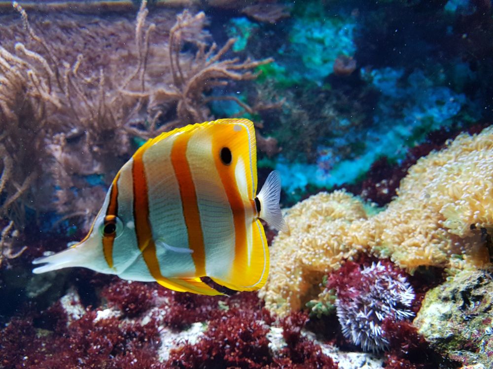 Fiskeri til akvariet derhjemme?