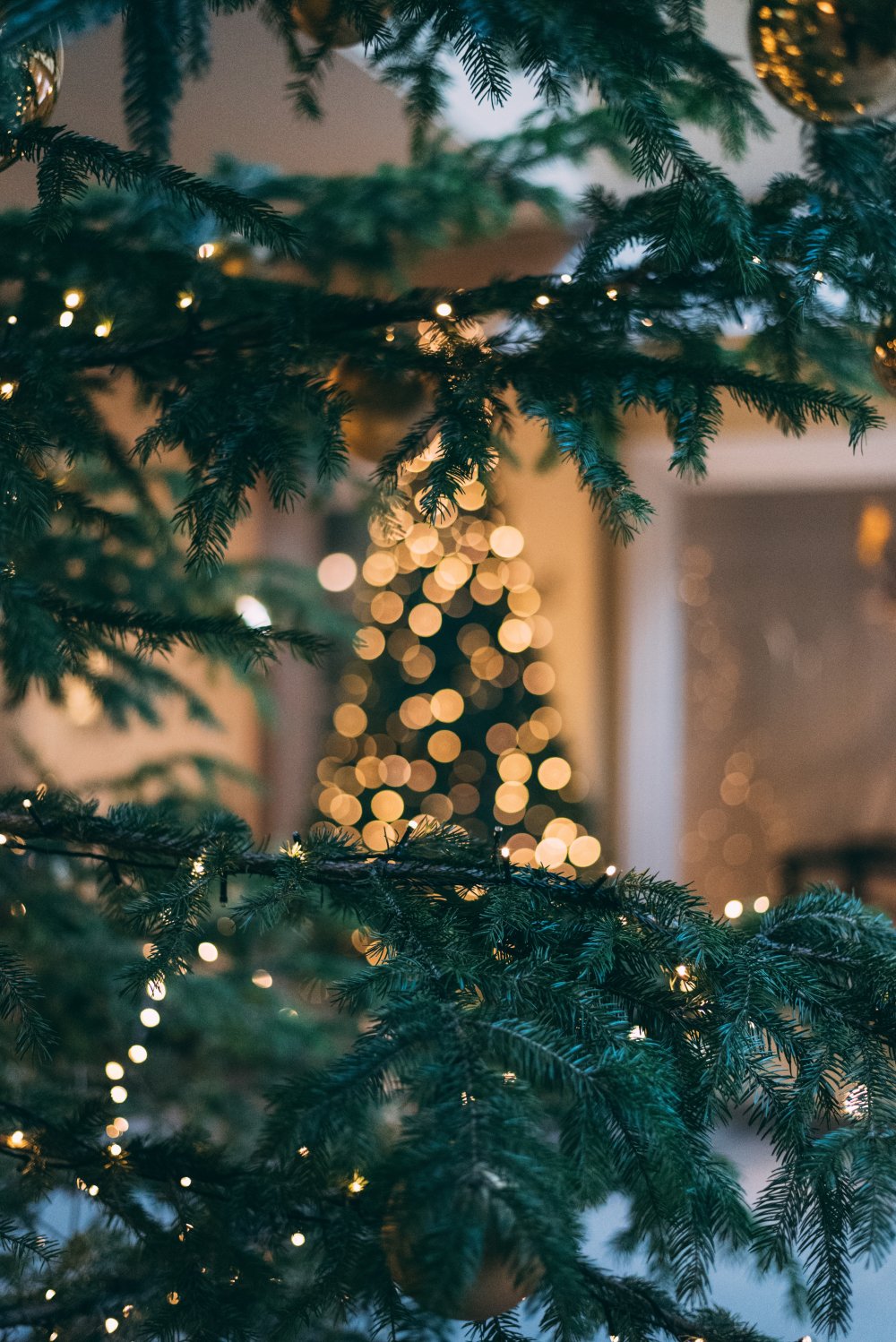 Find det rigtige juletræ